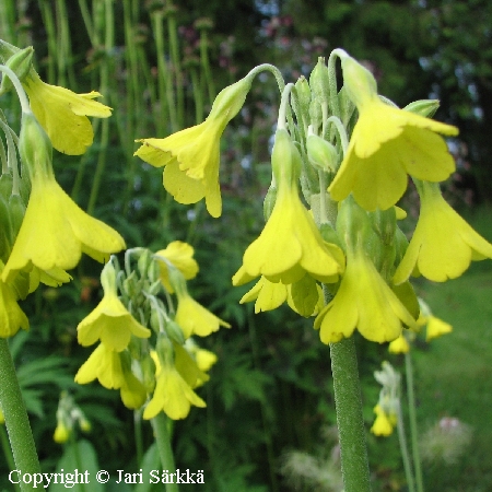 Primula sikkimensis